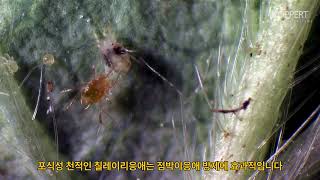 칠레이리응애를 이용한 점박이응애 방제Biological control of spider mite Phytoseiulus persimilis [upl. by Ailhad]