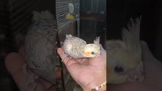 cockatiel baby to hand tame cockatiels birds birdbreeding viralvideo birdcare birdslover cute [upl. by Noiztneb]