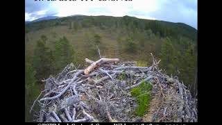 Strange featherrufflelike sound  ©RSPB Loch Garten amp Carnyx Wild 1 [upl. by Alletnahs649]