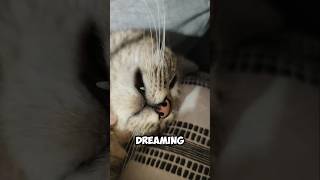 Five things about your cats dreams 🐈 catvideos cat catlover [upl. by Quirk122]