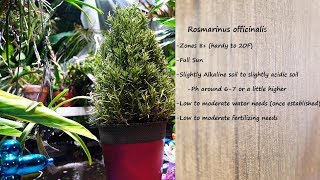 🌱 Growing Rosemary Indoors  How to Not Kill Your Rosemary [upl. by Epps]