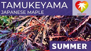 Tamukeyama Japanese maple [upl. by Rori]