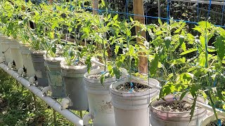 Tomate Hidroponico a 3 semanas de plantado en modulo de sustrato Inerte [upl. by Eamon]