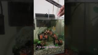 Marine Nano Tank Without Skimmer with clown fish butterfly fish bicolor parrot fish shorts [upl. by Anaoy]