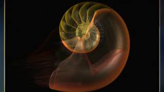 Mollusc Animation  Nautilus Body Plan [upl. by Minette]