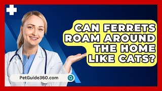 Can Ferrets Roam Around the Home Like Cats  PetGuide360com [upl. by Hakkeber853]