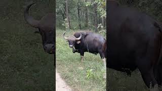 indian Gour 1200kg 😱😱 pench netional park rukhad buffer shorts [upl. by Kalagher]