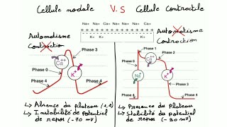 ECG de A à Z  la physiologie cardiaque prt 2 le potentiel d action cardiaque [upl. by Garratt]