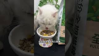 Are you sure you dont want to stock up on freezedried cat food at 4 yuan per pound Cute pet g [upl. by Surat]