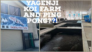 Yagenji Koi Farm  2022 AND PING PONG [upl. by Sprung]