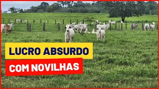 LUCRAR com ENGORDA DE NOVILHAS na FAZENDA [upl. by Neerod550]