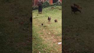 Típica familia de gallinitas en África 🥰 gallinas pollitos animalesafrica [upl. by Enajiram]