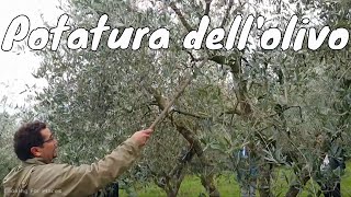 Corso di potatura dellolivo teoria pratica trucchi ed errori da evitare [upl. by Keese]