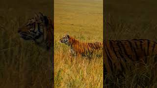 Dhikala Zone🐯 tiger dhikalazone jimcorbett jungle [upl. by Mccahill]