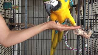 Part 2 Aggressive parrots Getting consistent step ups without biting [upl. by Min]