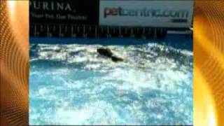 Purina Dog Breaks World Record For Longest Jump [upl. by Ecadnarb]