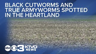 Black Cutworms and True Armyworms spotted in the Heartland [upl. by Niledam]