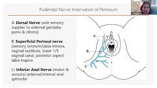 What Does the Pudendal Nerve Innervate shorts [upl. by Sedlik]