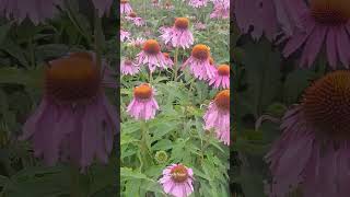 Echinacea purpurea 🌸✨️🌿 echinacea flowers gardenflowers [upl. by Lowe]