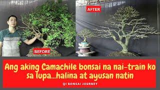 HOW TO MAKE CAMACHILE BONSAI  KAMONSEL  PITHECELLOBIUM DULCE [upl. by Assille]