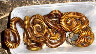 Discovery Many Termites on the Mango Rotten  lot of Giant Millipedesone Bullfrog near Bamboo Stump [upl. by Yesac27]