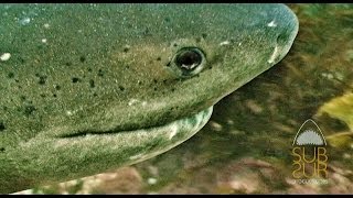 SEVENGILL SHARK ENCOUNTER BUCEO con GATOPARDOS SouthAfrica SubSur [upl. by Nations]