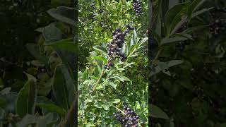 Бірючина звичайна  Ligustrum vulgare  в природі і в озелененні nature [upl. by Rednaskela181]