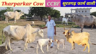 Rathi  Tharparkar CowCCBF सूरतगढ़ व चांदन फार्म की थारपारकर गायें Top Quality BreedPremAgroFarm [upl. by Dnaloy]