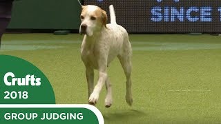 Gundog Group Judging  Crufts 2018 [upl. by Adnaluy413]