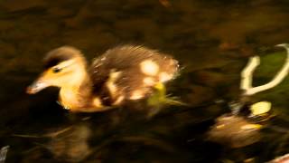 Cute Duckling of the Mandarin Duck [upl. by Rexferd884]