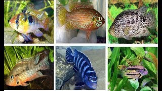 10 Most Popular Freshwater Cichlid Fish [upl. by Lerim]