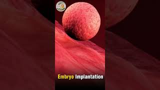 Embryo Implantation [upl. by Kolnick]