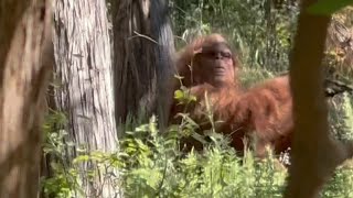 Man going viral after spotting quotBigfootquot in Oklahoma forest [upl. by Iz]