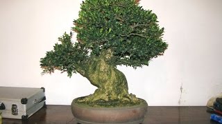 Buxus sempervirens Bonsai Tree [upl. by Retrac]