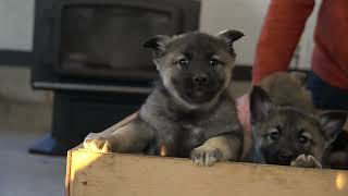 Norwegian Elkhound Puppies  Tonyas Litter 152022 [upl. by Leribag186]