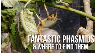 Phantastic Phasmids and Where to Find Them [upl. by Ariayek]