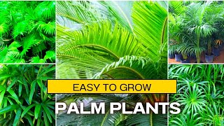 best palm plants  varieties of palm plants  Types of Palm Plants [upl. by Aserret]