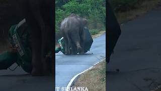 The threewheeler overturned near the wild elephant and people fell to the groundshortvideoshorts [upl. by Heeley]