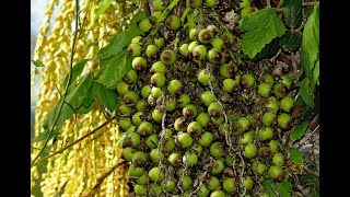 Como plantar Ouricuri  Licuri alicuri aricuí adicuri cabeçudo [upl. by Itteb]