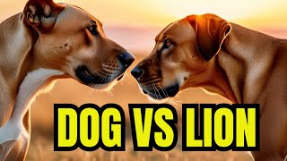 The Lion vs Rhian Ridgeback Showdown Revealed [upl. by Droffats398]