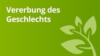 Vererbung Das Geschlecht  Biologie  Genetik [upl. by Argent]