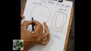 Difference between animal cell and plant cell PART2 [upl. by Gentry]