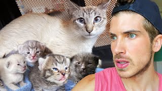 I Rescued A Cat amp Five Newborn Kittens From a Kill Shelter [upl. by Oinotnaocram]