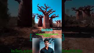 Baobab tree 🌲🌲shortvideo [upl. by Barthel81]