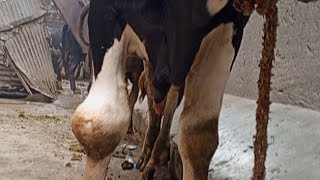 Knee Hygroma in Cows Causes Symptoms Diagnosis and Treatment [upl. by Nylanaj]