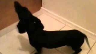 4 month old mini dachshund howling away [upl. by Esinal]