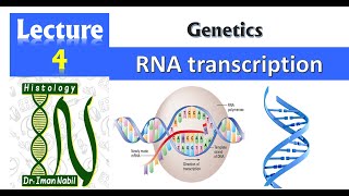 4bRNA transcription and protein synthesisGenetics [upl. by Sucirdor]