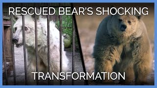 Rescued Bears Shocking Transformation  PETA Animal Rescues [upl. by Annoled]