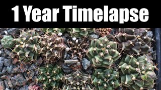 1 Year Timelapse of Gymnocalycium Mihanovichii Variegata [upl. by Odicalp]