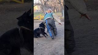 Bad guys attack Belgian Shepherd training Groenendael GUARD Odessa [upl. by Colline588]